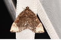 物種:Omphalomia hirta 攝影:吳士緯